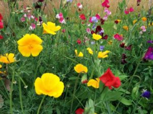 Autumn sown eschscholzia hanging out with sweet peas.
