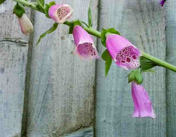 Foxglove 'Excelsior'.