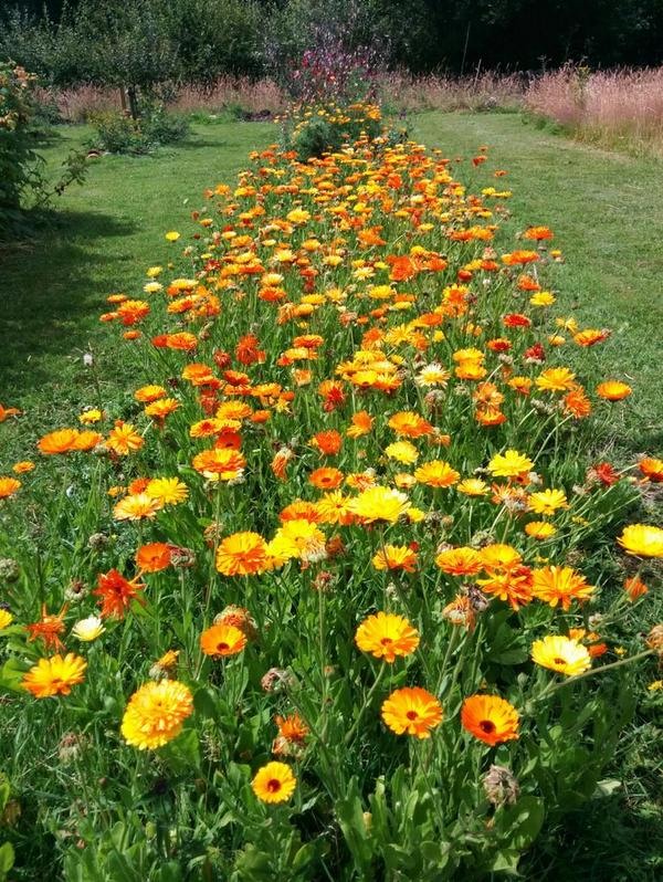 I usually get carried a way sowing Calendula...this bed is no exception. :)
