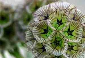 scabiosa-ping-pong