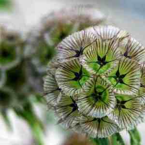 Scabiosa stellata