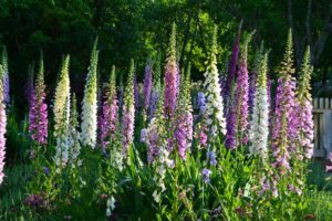 Sow Foxgloves In June 