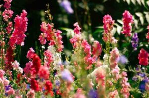 Autumn sown Larkspur 