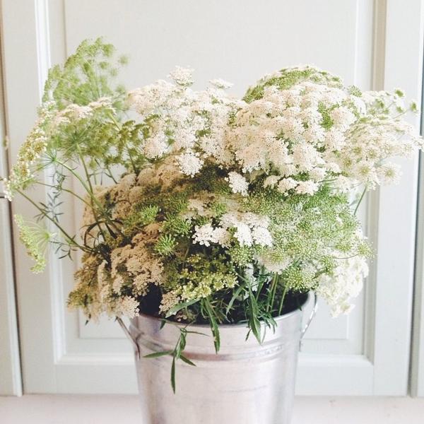 Bucket of Ammi! Posted on Twitter by Sarah Spurr of @sesbury