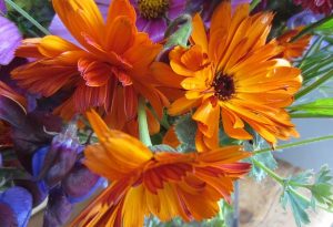 Thx to Sarah Chilton who Tweeted this pic of her Calendula 