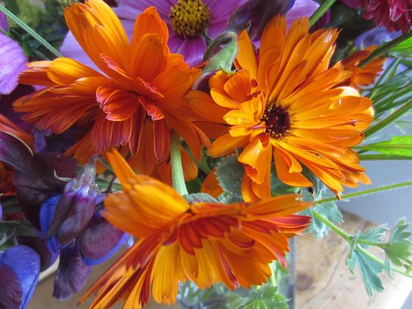 Thx to Sarah Chilton who Tweeted this pic of her Calendula 'Indian Prince'...it's a cracker.