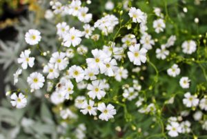 Gypsophila 