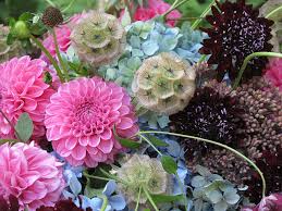 ...with Scabiosa 'Back in Black'.