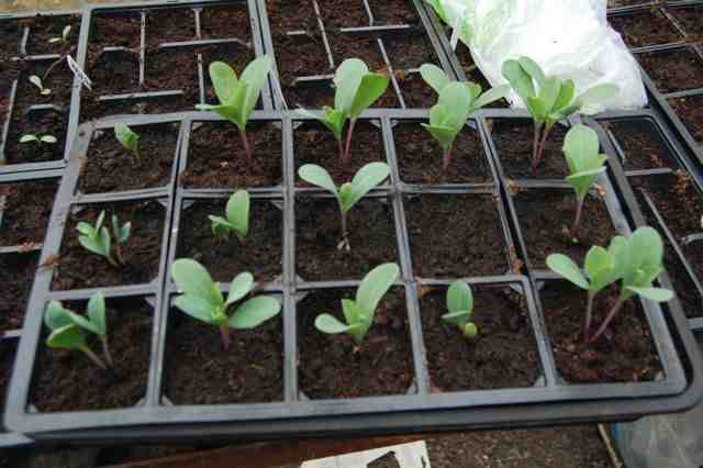 15 cells or pots to a seed tray is pretty much the standard form for most seedlings at Higgledy Towers.