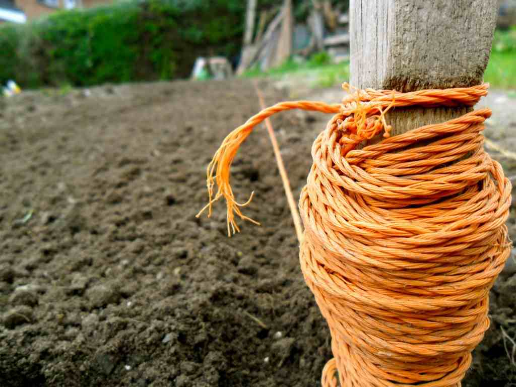 How to sow hardy annual flowers in late summer.