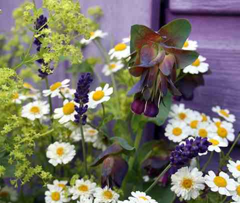 Cerinthe hanging out with Feverfew...I think this is @sanguisorba's photo.