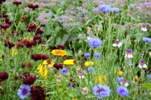Cornflowers and Calendula...super reliable hardy annuals.