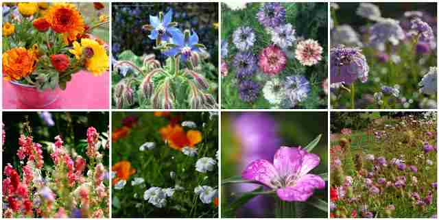 Some hardy annuals you can sow in September...Nigella, Corncockle, Calendula, Larkspur, Borage...and more. 