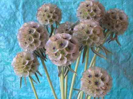 Scabiosa Ping Pong (seed heads)