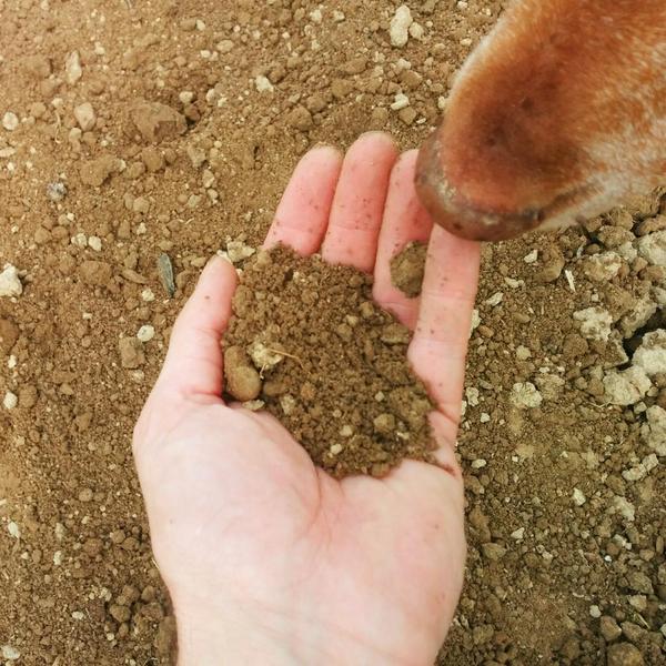 Furface inspects the tilth.