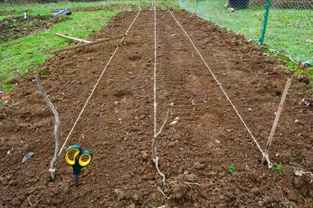Sowing in straight lines a foot apart is the best plan.
