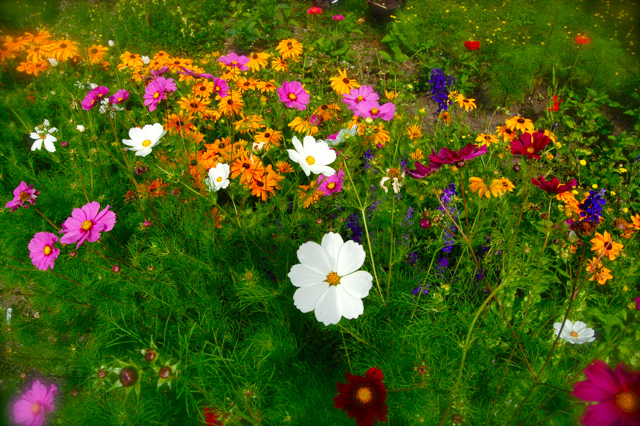 The Flower Patch