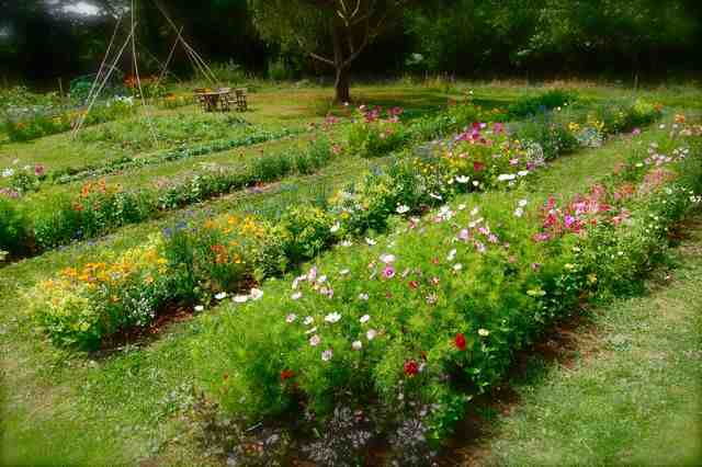 This is my Mylor Bridge plot...these beds were a little over a metre wide...wish I had slimmed them just a fraction.