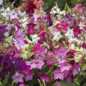 Nicotiana 'Sensation'