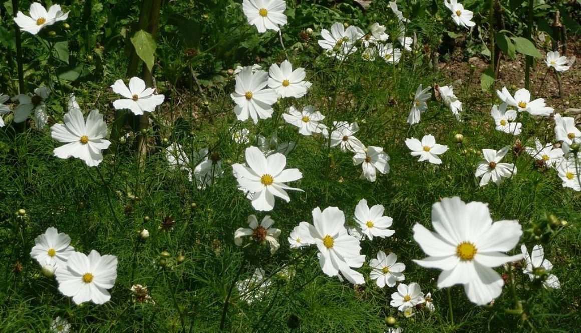 Which Cosmos are the best for a cut flower garden?