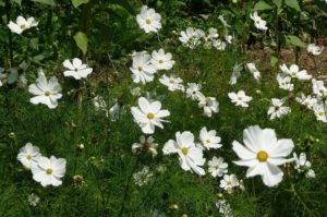 Which Cosmos are the best for a cut flower garden?