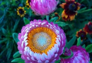 Helichrysum. Other colours in the mix are deep reds, copper browns, whites and oranges. #Groovy