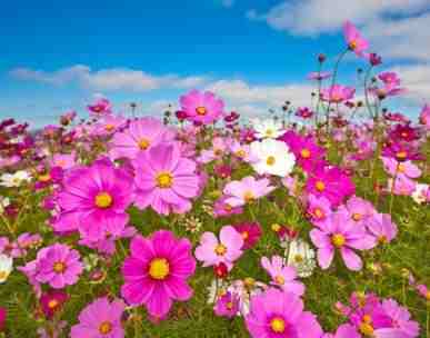 Colour Wheel Garden grow along! Part 8: Pink!