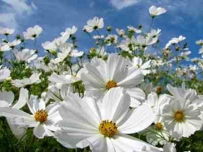 Colour Wheel Garden Grow Along! Part 4: White!