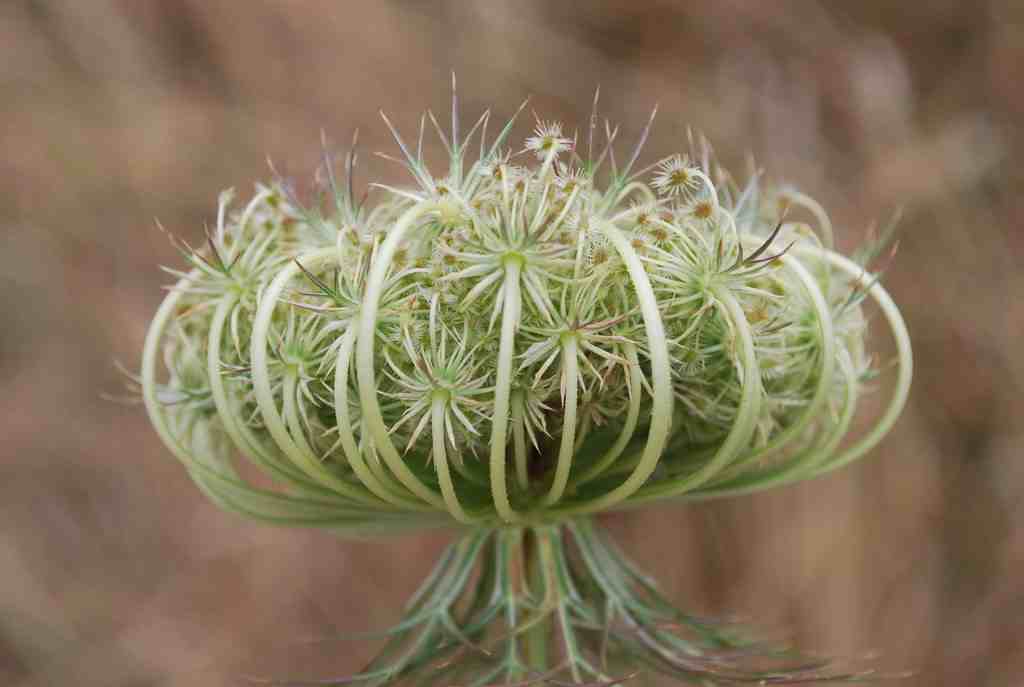 Queen Anne's Lace Seed, Daucus carota Seed