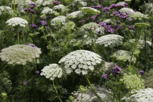 Ammi majus and Ammi visnaga from seed.