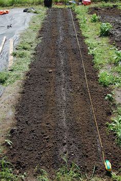 Spring sowing...a three foot wide bed with three rows a foot apart....CLASSIC! ;)