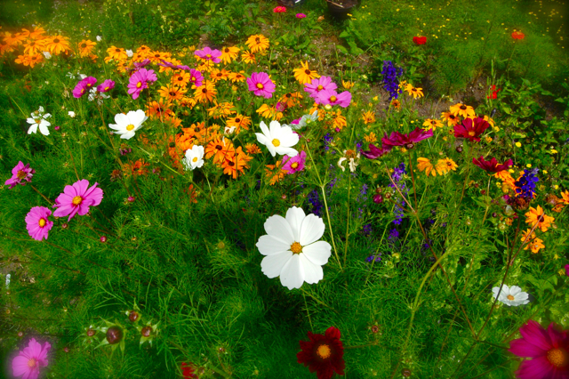 Some half hardys hanging out at the patch....Cosmos and Rudbeckia...