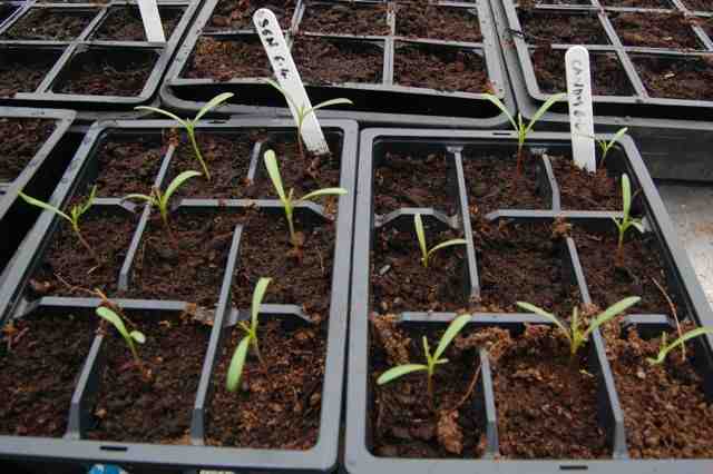 cosmos seedlings leggy