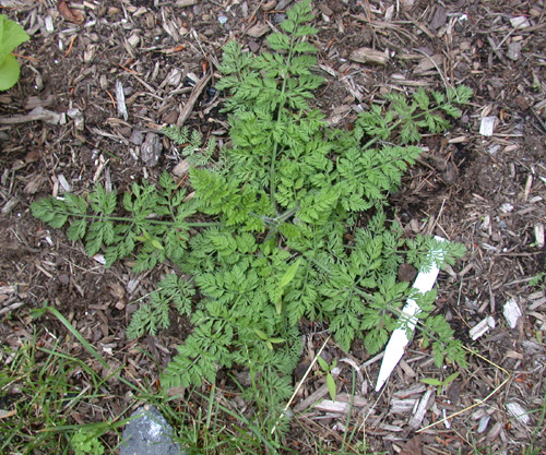 Queen Anne's Lace Seed, Daucus carota Seed