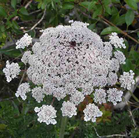 Queen Anne's Lace, Wild Carrot