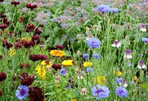 Some April sown hardy annuals...cornflowers, calendula and borage.