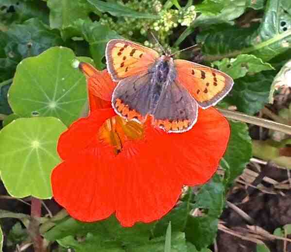 small-copper-butterfly