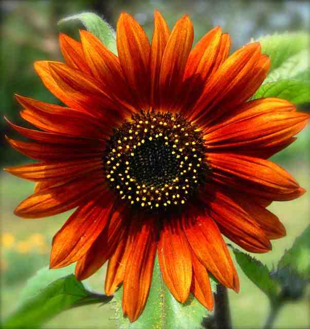 Sunflower 'Earthwalker'.