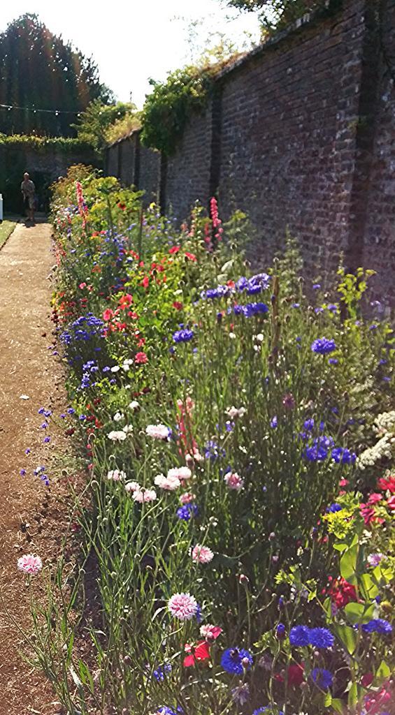 Higgedy Annuals gracing the walled gardens of the Port Eliot Estate.