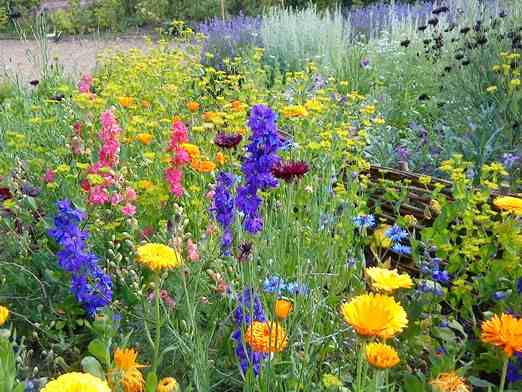 The Top Ten Tips For Starting Your Own Cut Flower Garden This