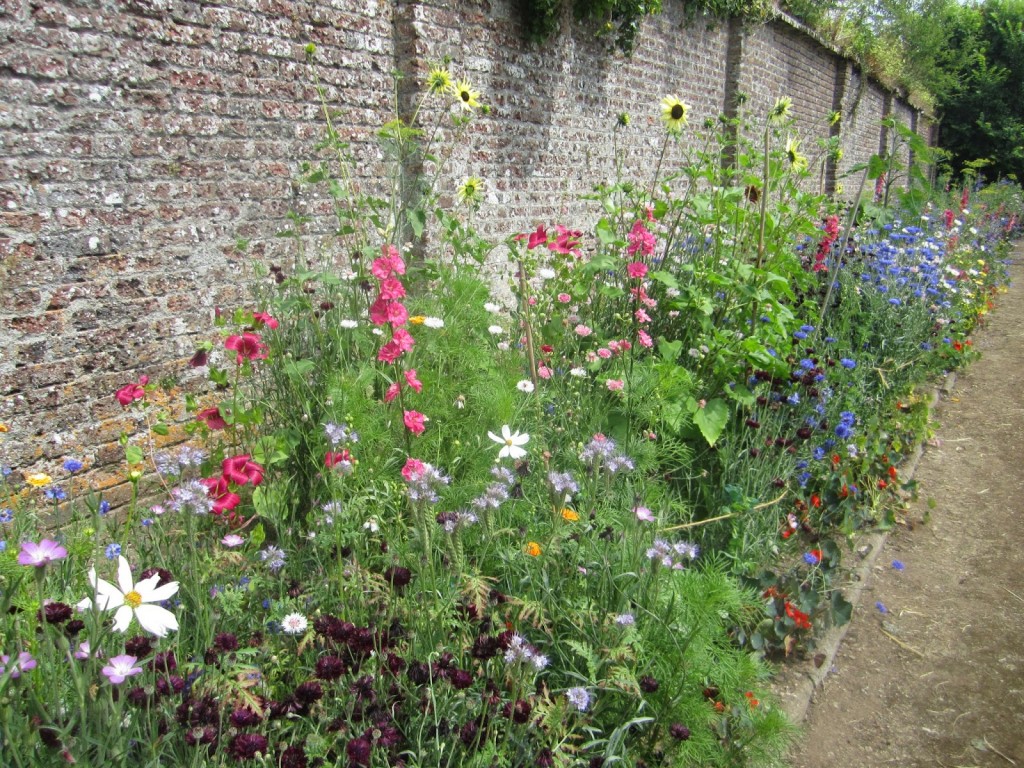 Higgledy Flowers in the walled garden of Port Eliot.