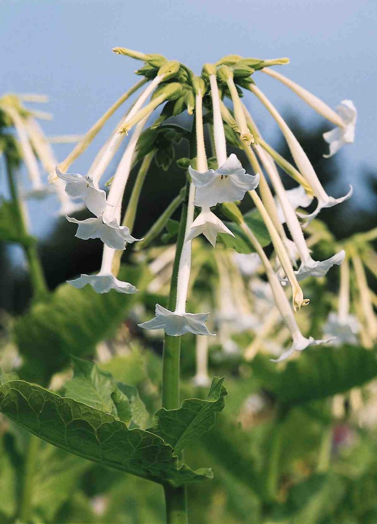 Nicotiana 'White Trumpets'