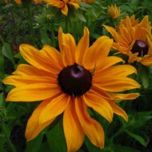 Rudbeckia 'Marmalade'...one of my fav flowers of all time...best started off in pots on a windowsill and planted out after the frosts.