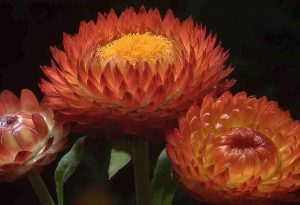 A copper coloured Helichrysum...but not quite as classy as 