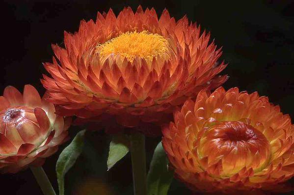 A copper coloured Helichrysum...but not quite as classy as 'Copperhead'