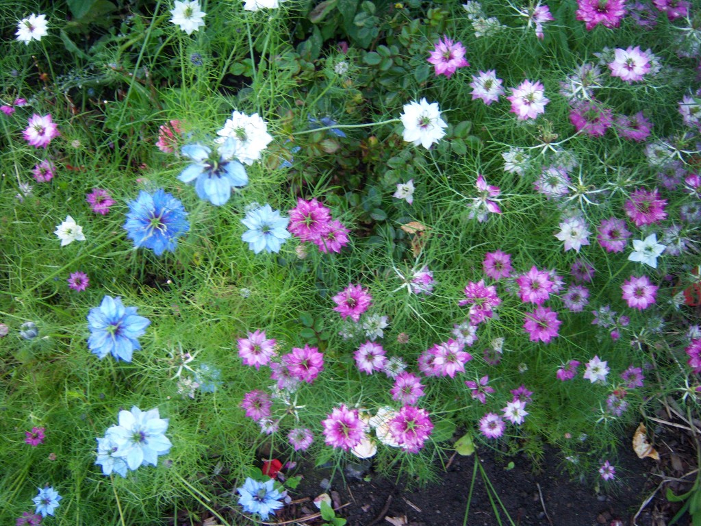 Growing Calendula For Your Cut Flower Patch – Higgledy Garden