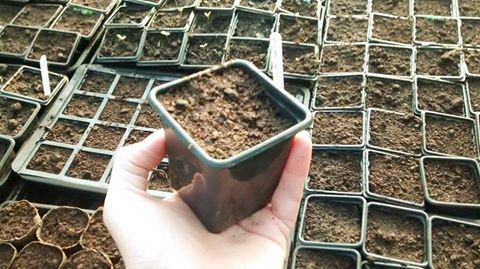 These 9cm pots are a good size...a seedling can grow for six weeks in one of these and remain a happy bunny.