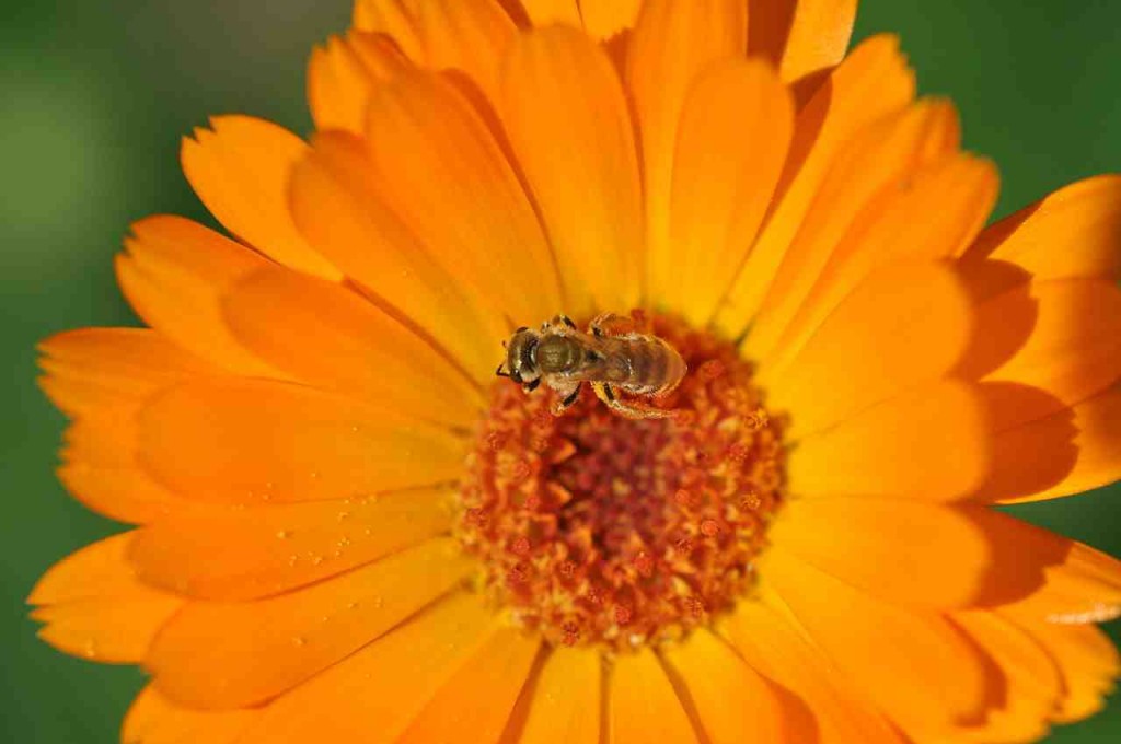 If I Was A Bee I Would Hang Out With Calendula Too.