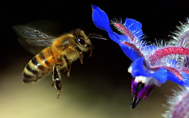 Bee Checking Out The Borage.