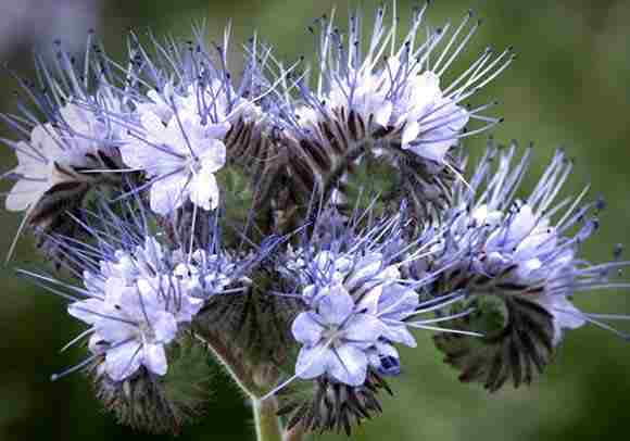 Phacelia...handsome devil...the bees can't keep their paws off him...